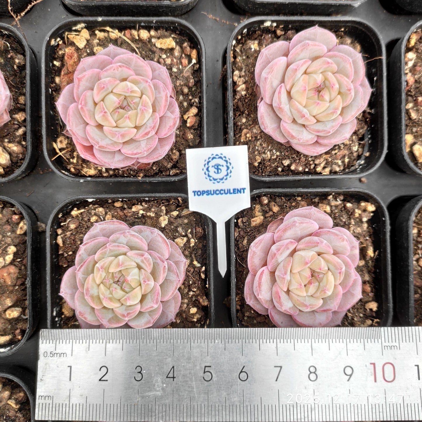 23757 モンローHyb