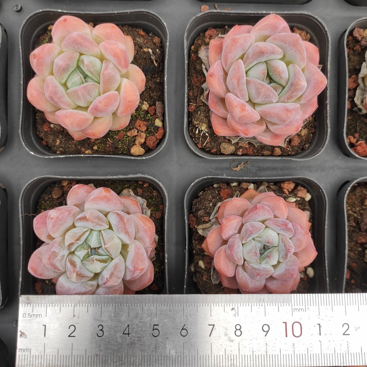 LMM415 オレンジモンローhyb(7cm pot)