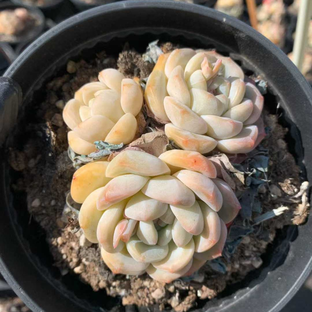 26234 シック モンロー