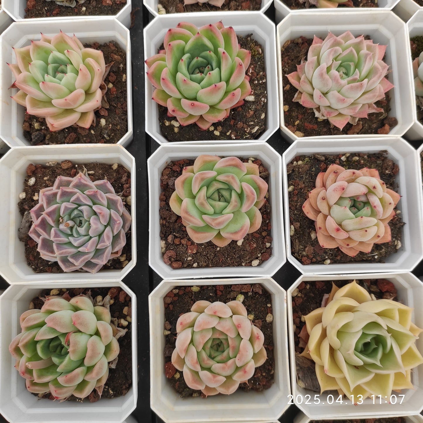 LMM361 ミックス苗(7cm pot)