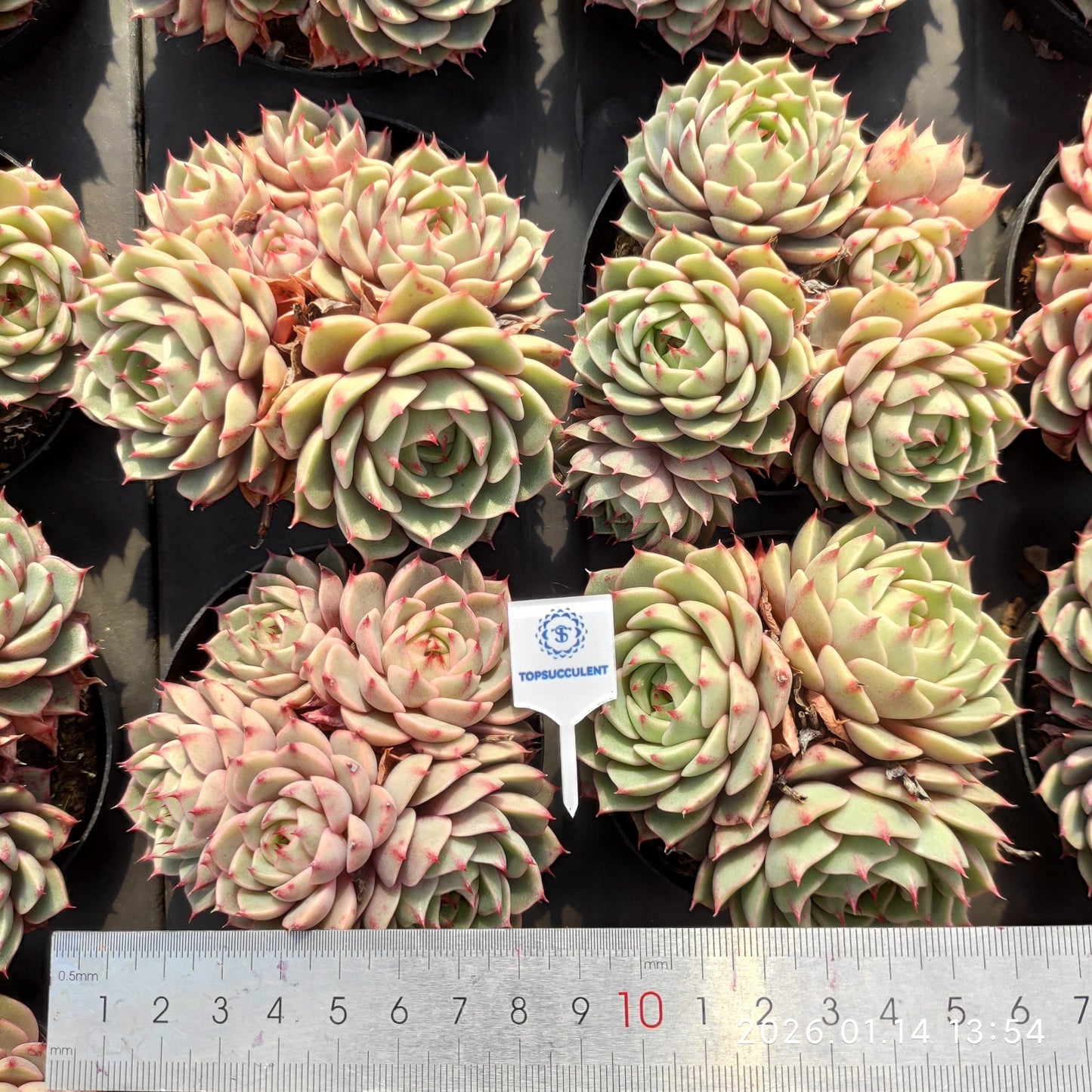 22439 ベンバディス