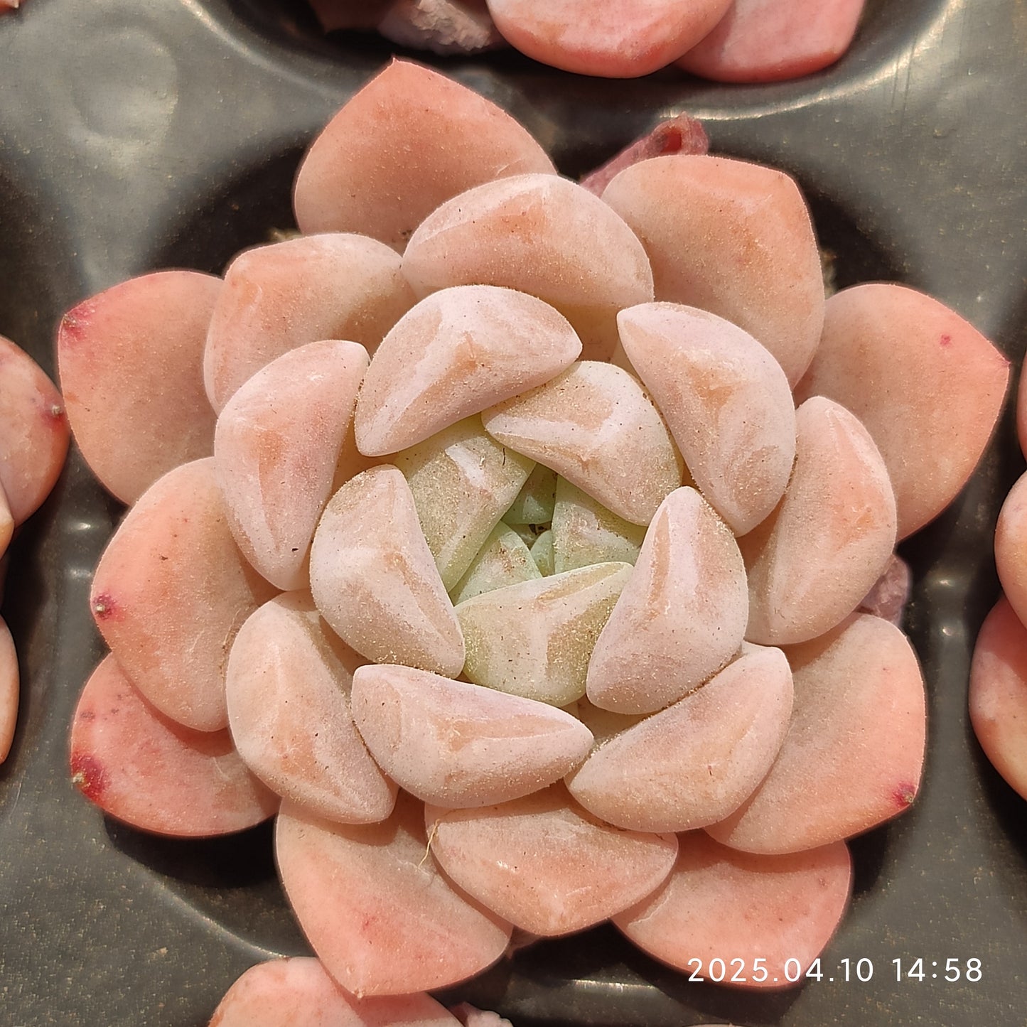 NGN564 アイス ドル (7cm pot)