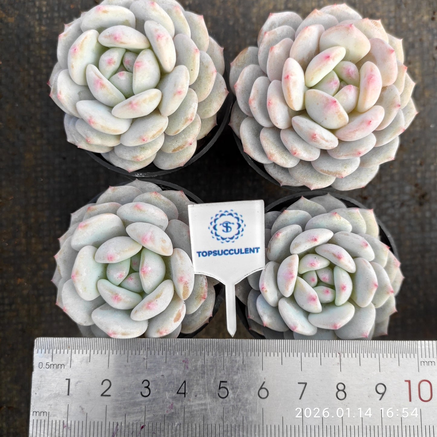 18756 スター モンロー