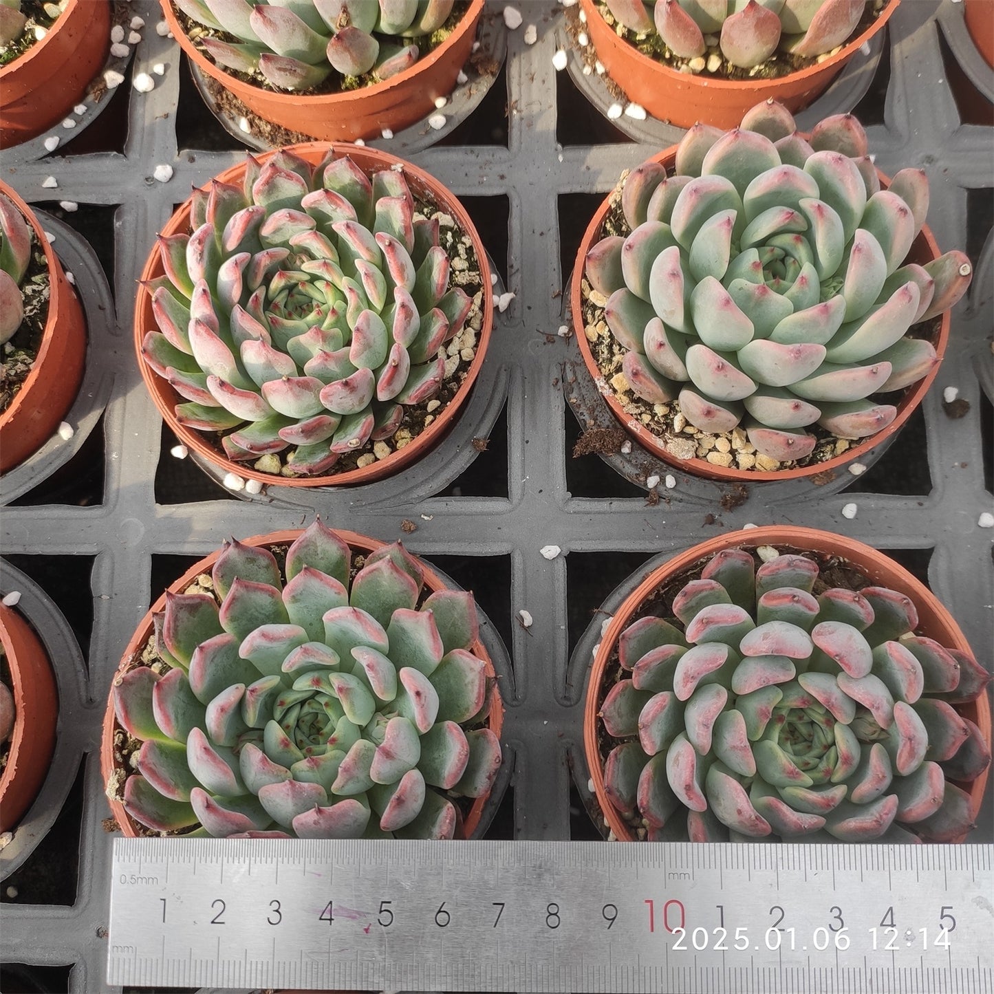 ZXX609 レッドザラゴーサ (9cm pot)