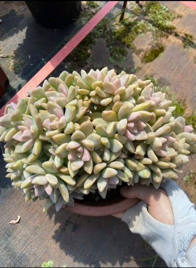112385 淡雪綴化