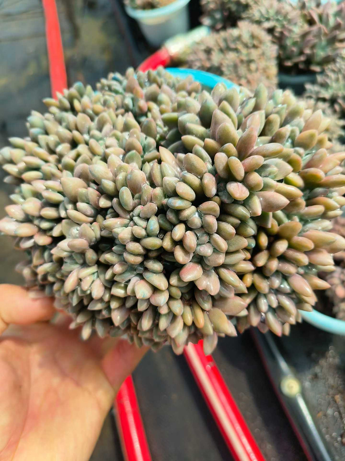 265720 ルビードナ綴化