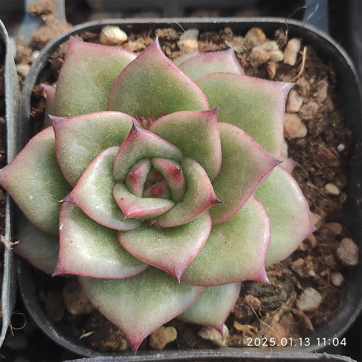 ZX197 ランブラー (7cm pot)