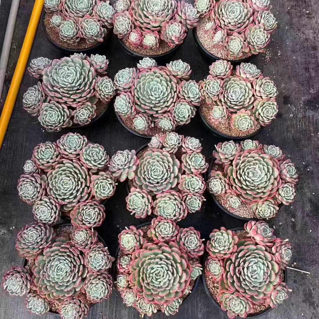 360037 シャルモン