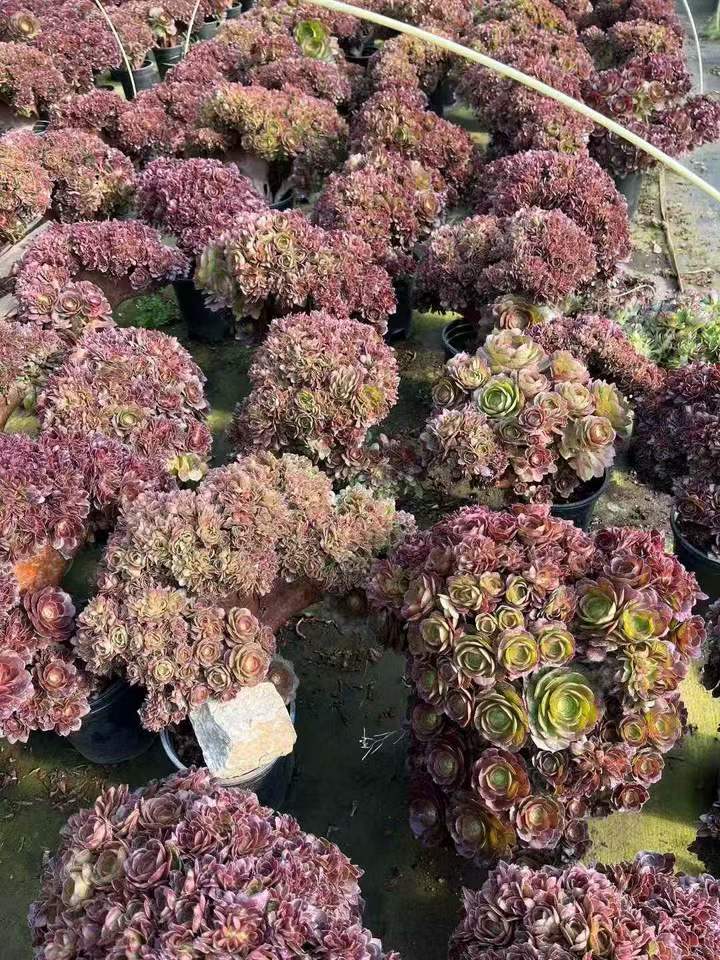 26500 アエオニウム ハロウィン綴化