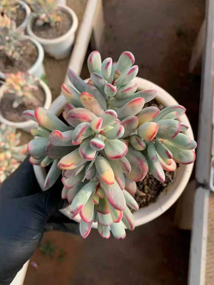 262401 オルビキュラータ錦