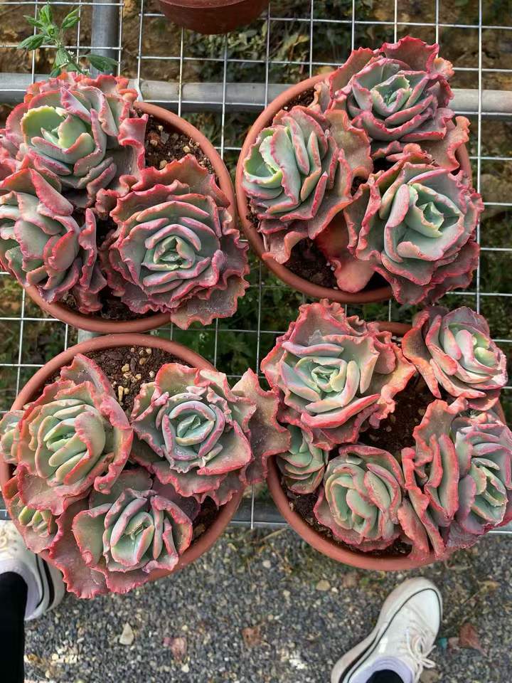 26601 メリディアン