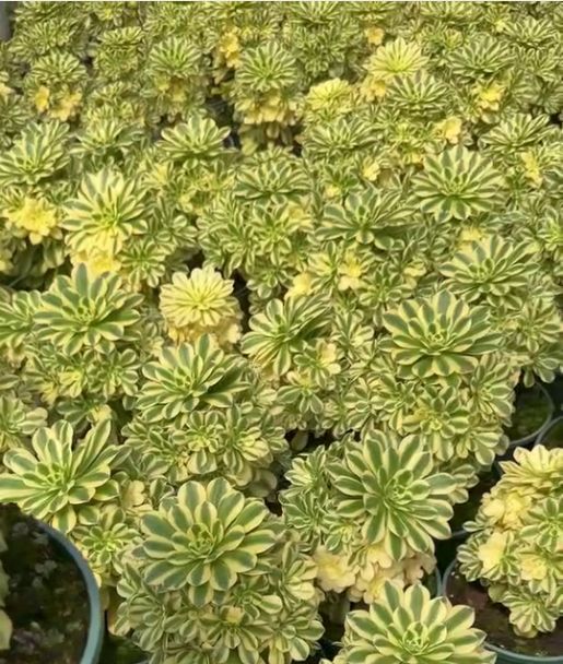 263591 アエオニウム マバハ