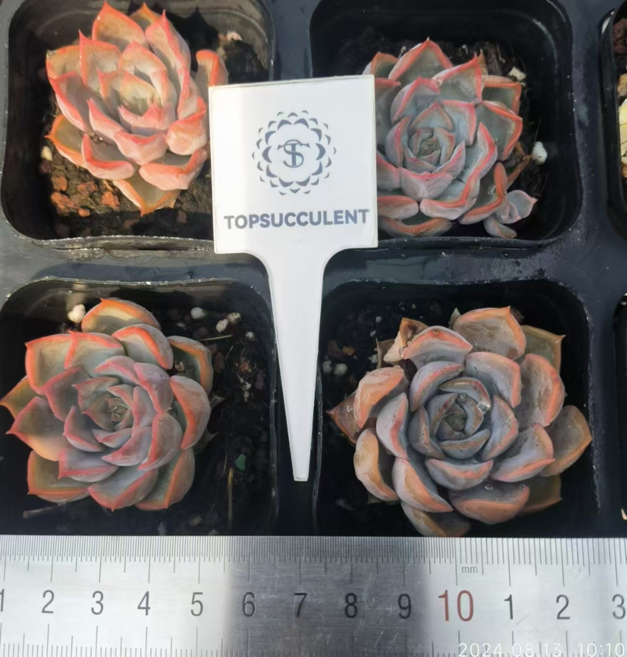 HC136 フィオナ(6.5cm pot)