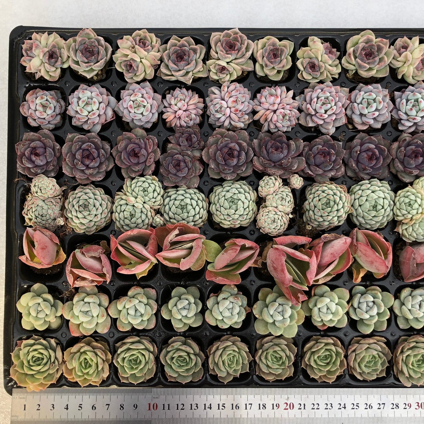 toppp-016 プラグトレー ミックス(3cm pot)