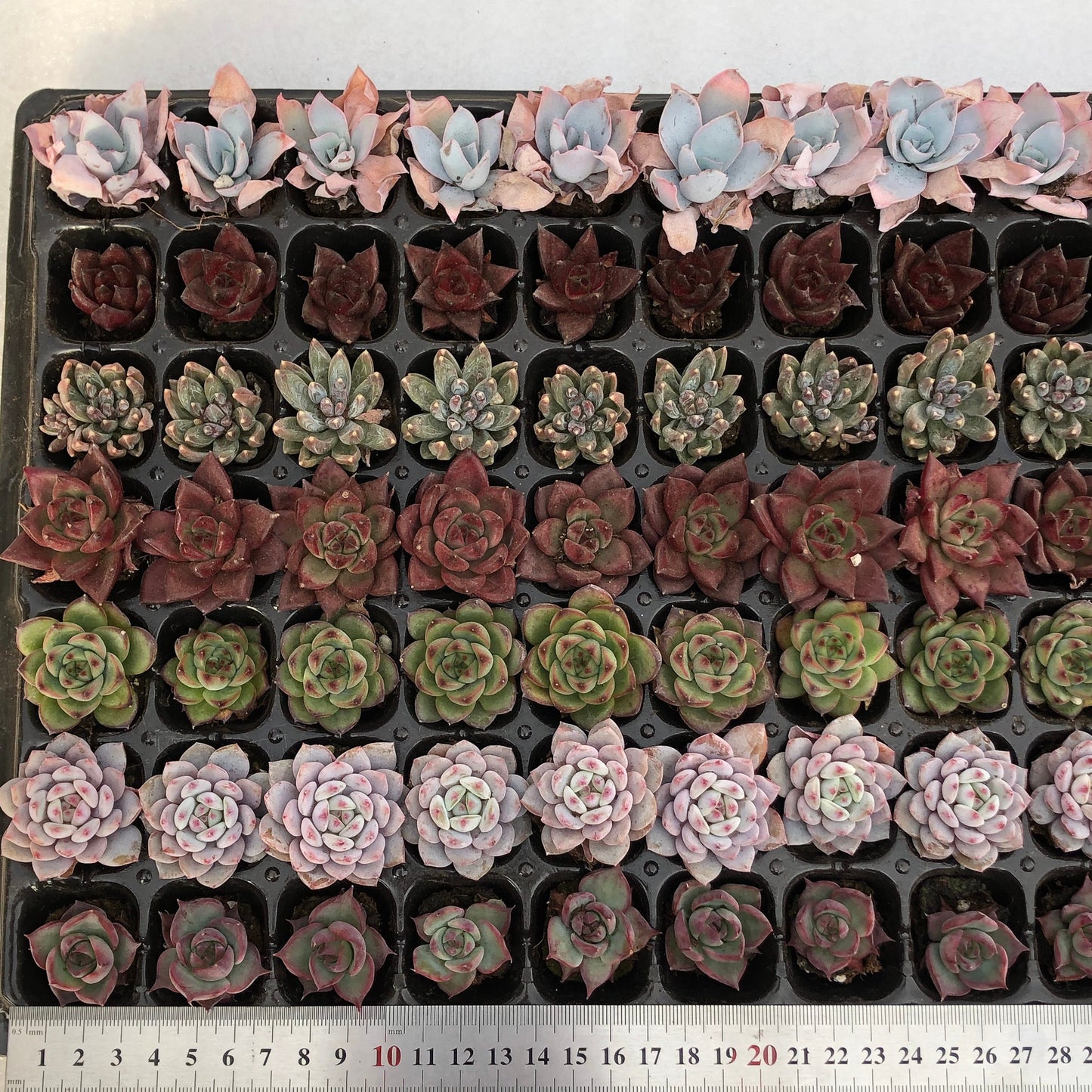 toppp-017 プラグトレー ミックス(3cm pot)