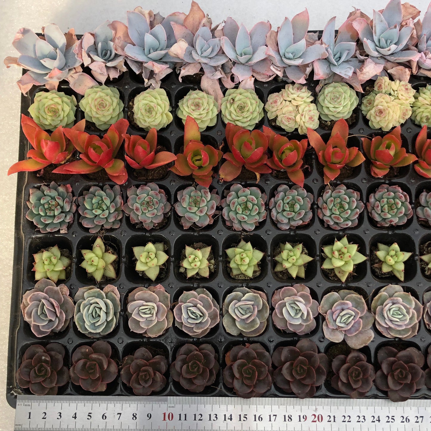 toppp-018 プラグトレー ミックス(3cm pot)