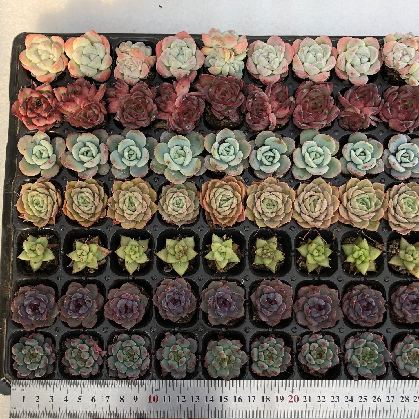 toppp-020 プラグトレー ミックス(3cm pot)