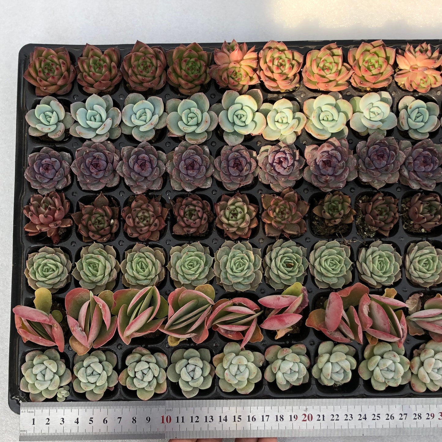 toppp-021 プラグトレー ミックス(3cm pot)