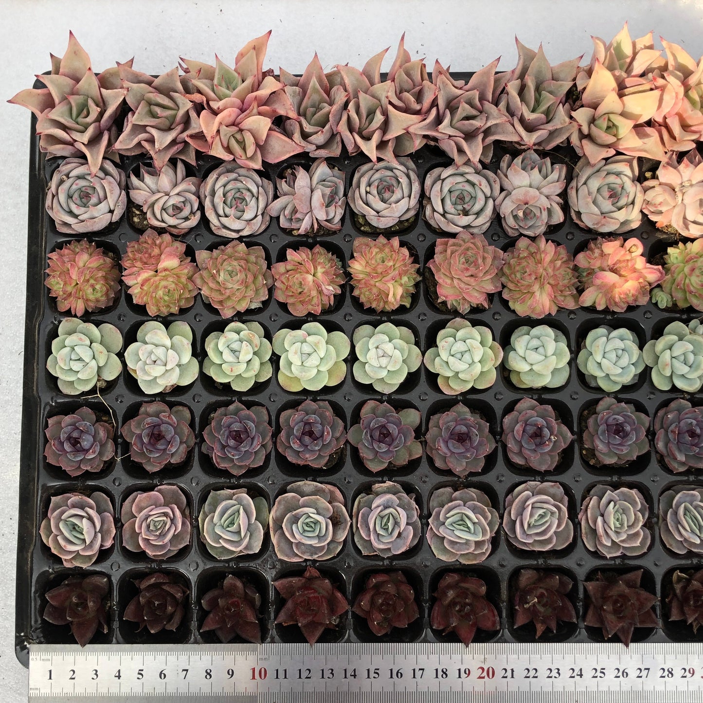 toppp-024 プラグトレー ミックス(3cm pot)