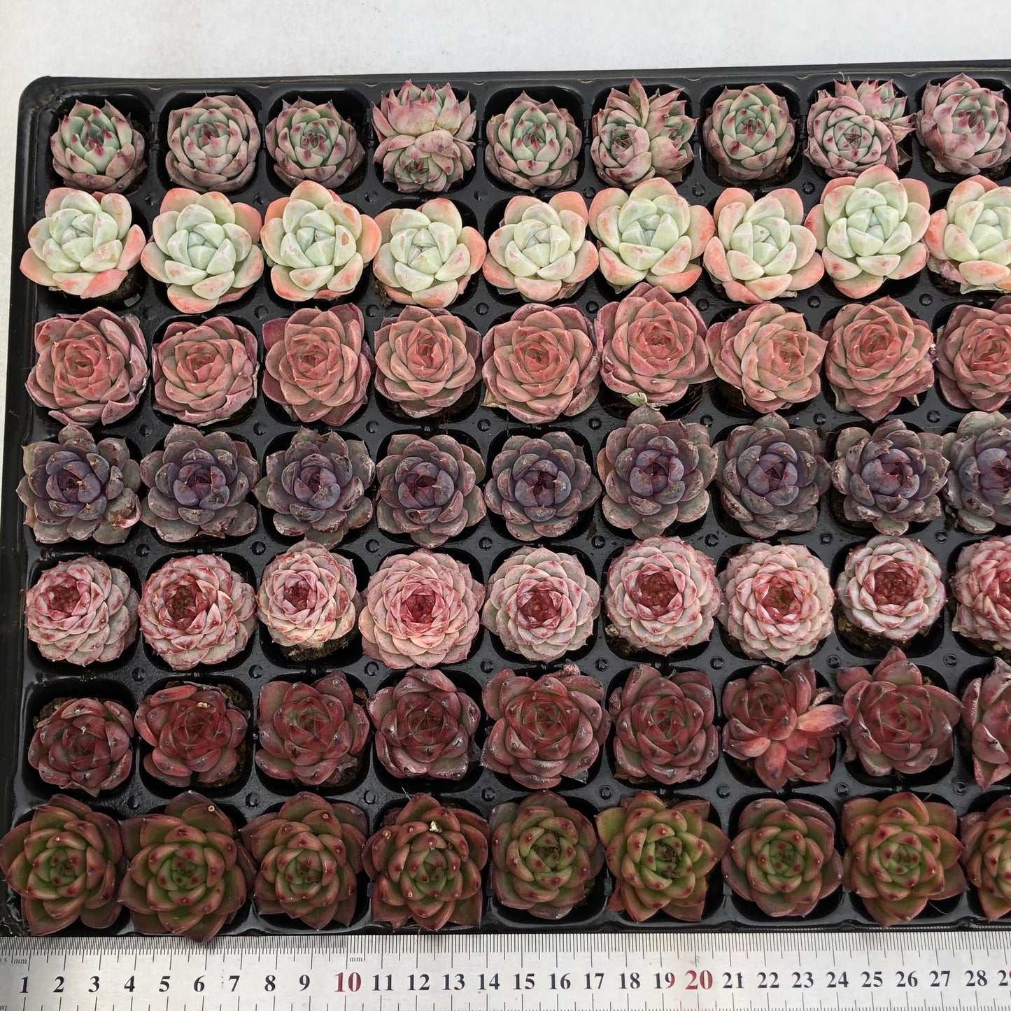 toppp-026 プラグトレー ミックス(3cm pot)