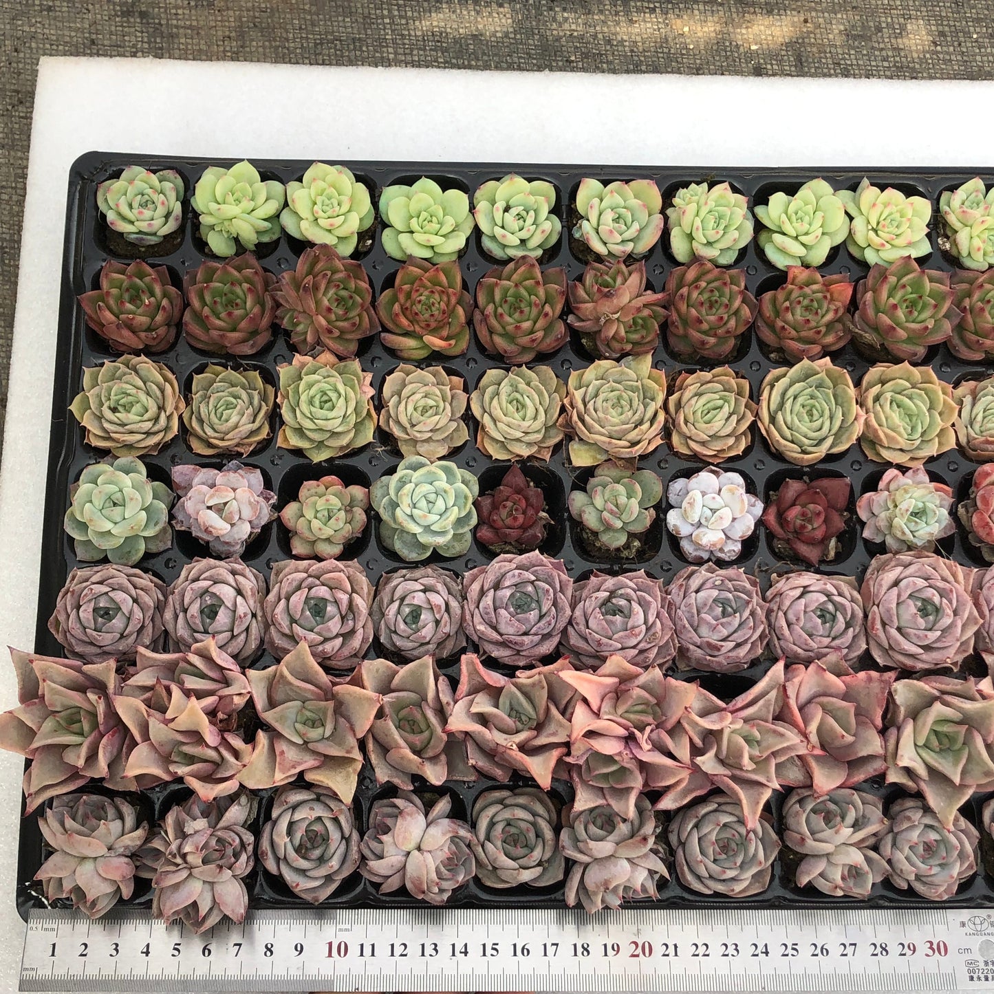 toppp-027 プラグトレー ミックス(3cm pot)