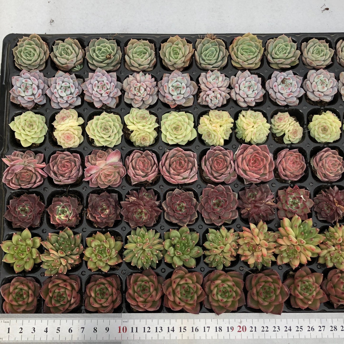 toppp-029 プラグトレー ミックス(3cm pot)