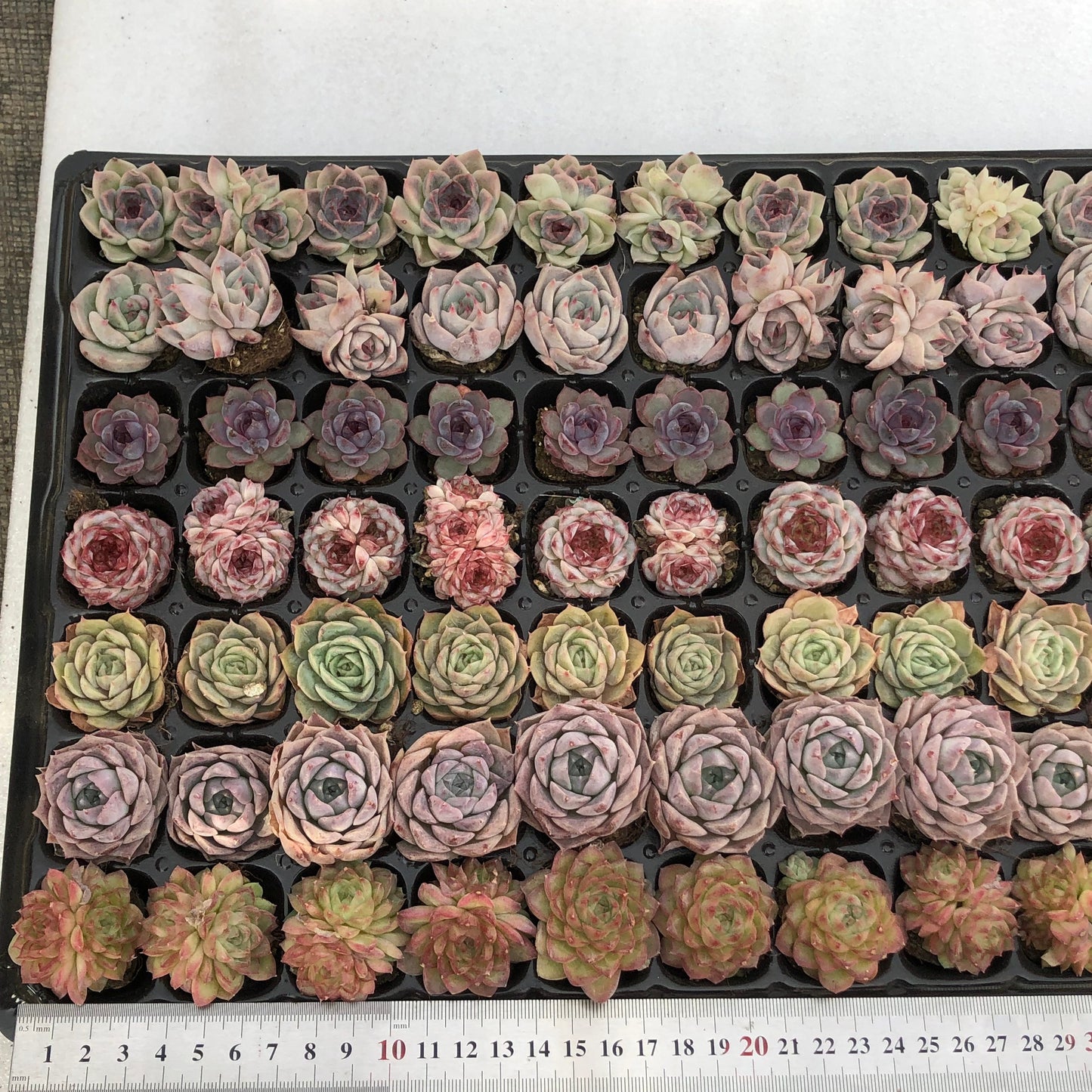 toppp-030 プラグトレー ミックス(3cm pot)