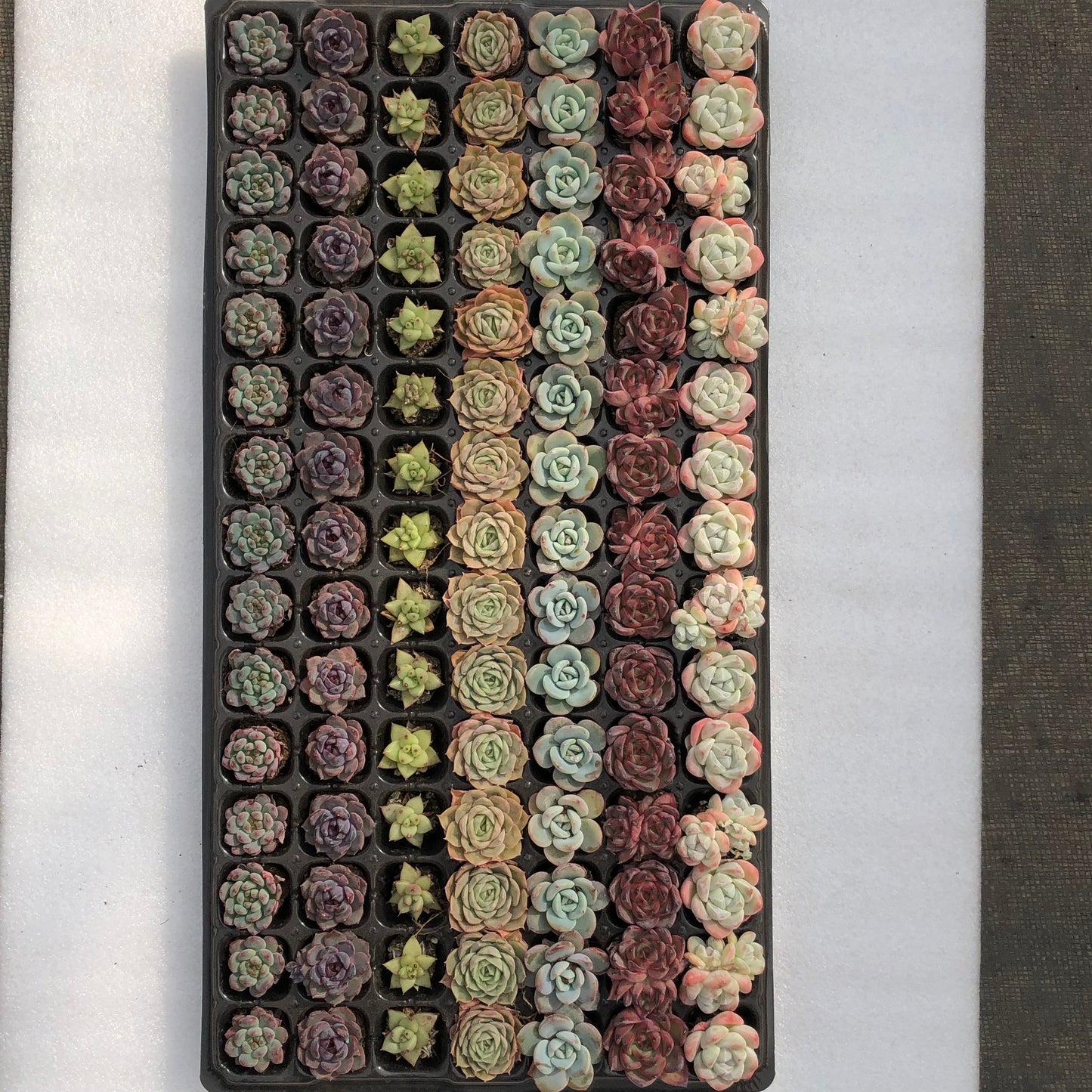 toppp-020 プラグトレー ミックス(3cm pot)