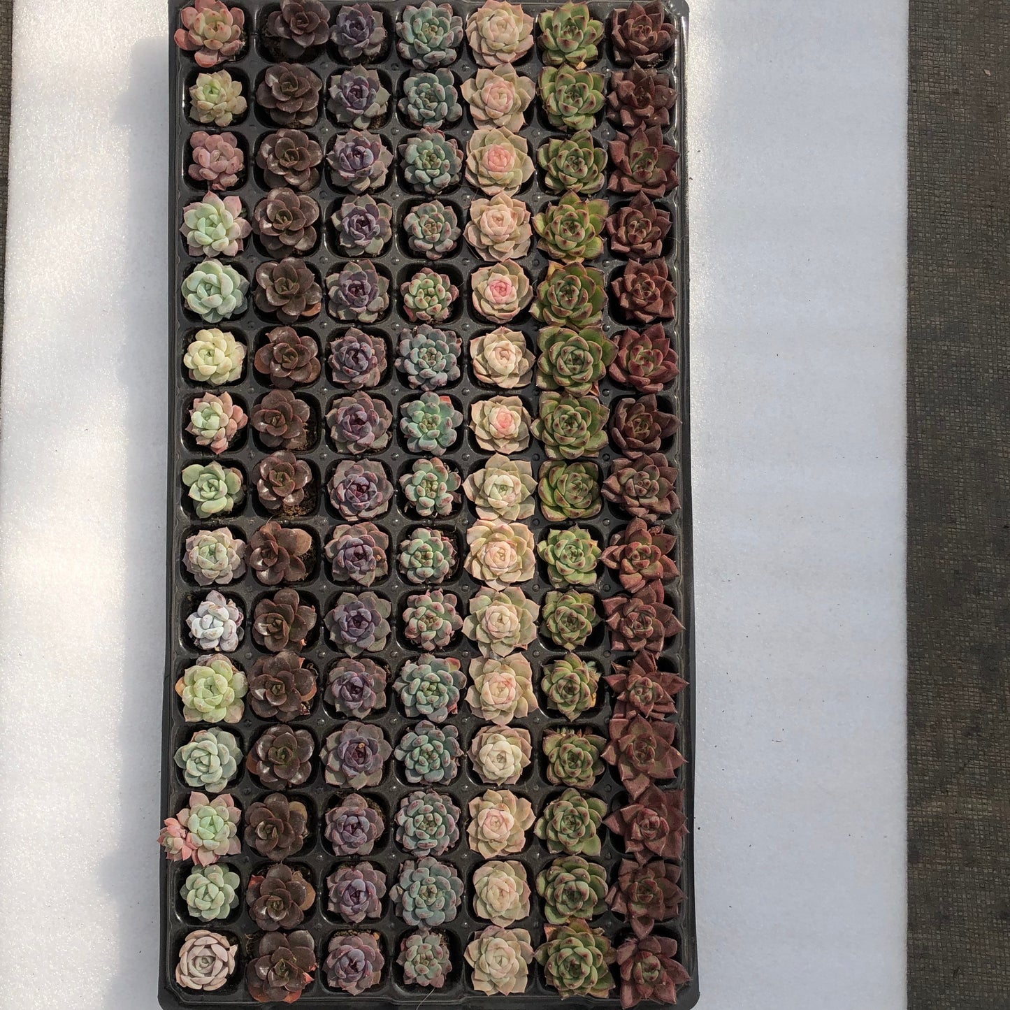 toppp-022 プラグトレー ミックス(3cm pot)