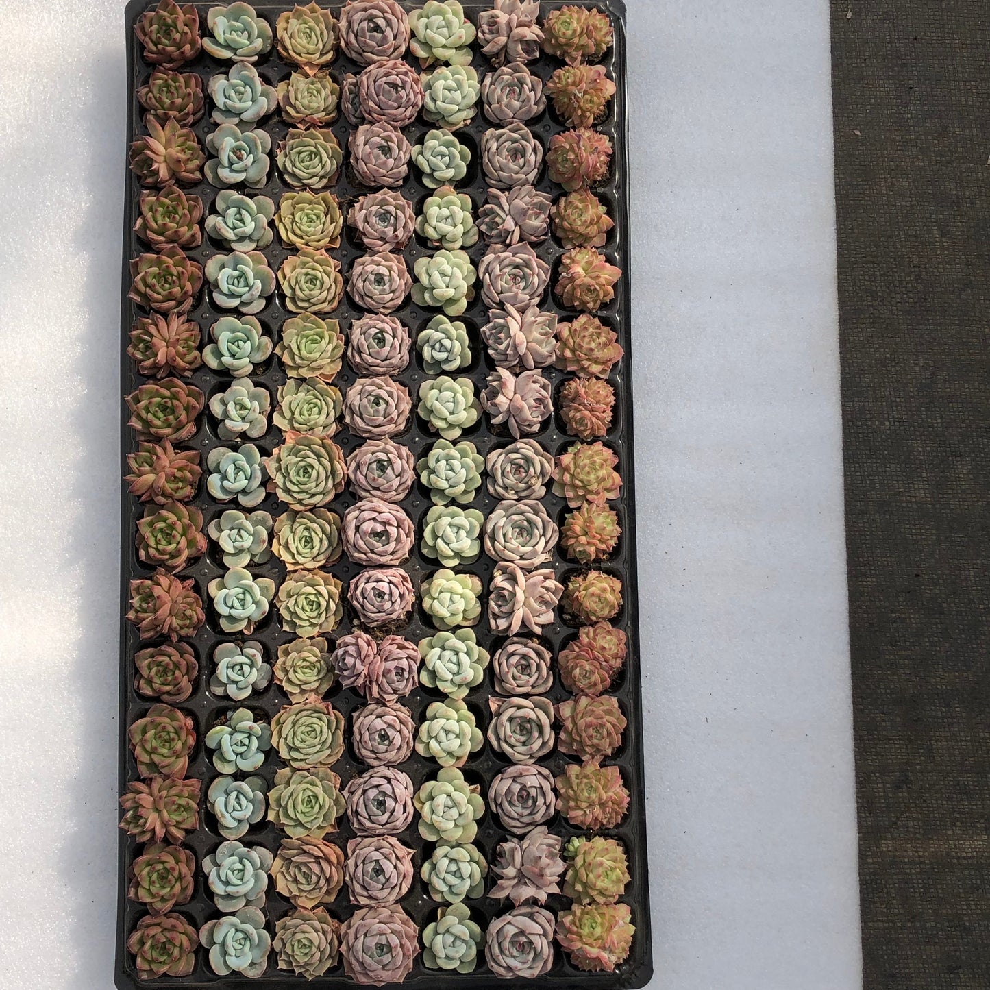 toppp-023 プラグトレー ミックス(3cm pot)