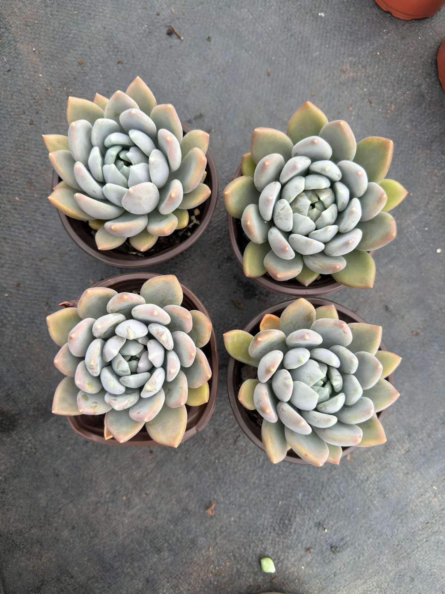 363441 ファット ビューティー