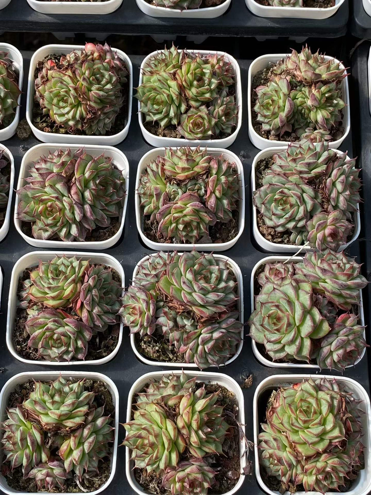 361099 アメジスト ジェニー