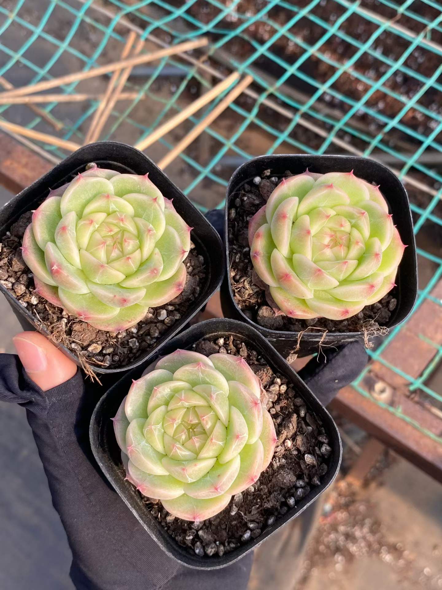 19132 ジェイド グロウ ジェニー