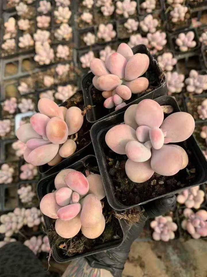 262431 アメジスチヌム