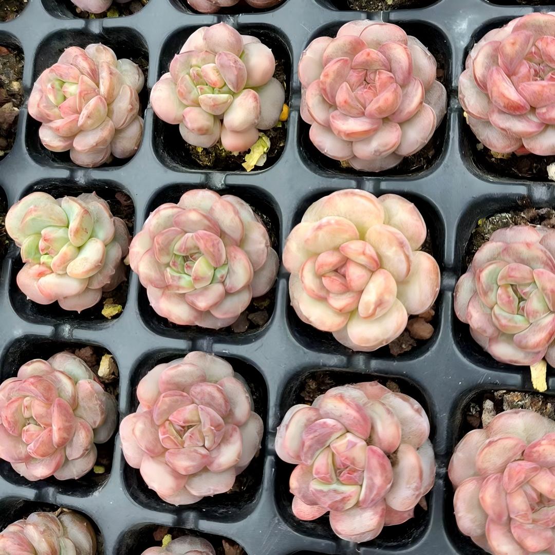 23486 ゴールドスピンク