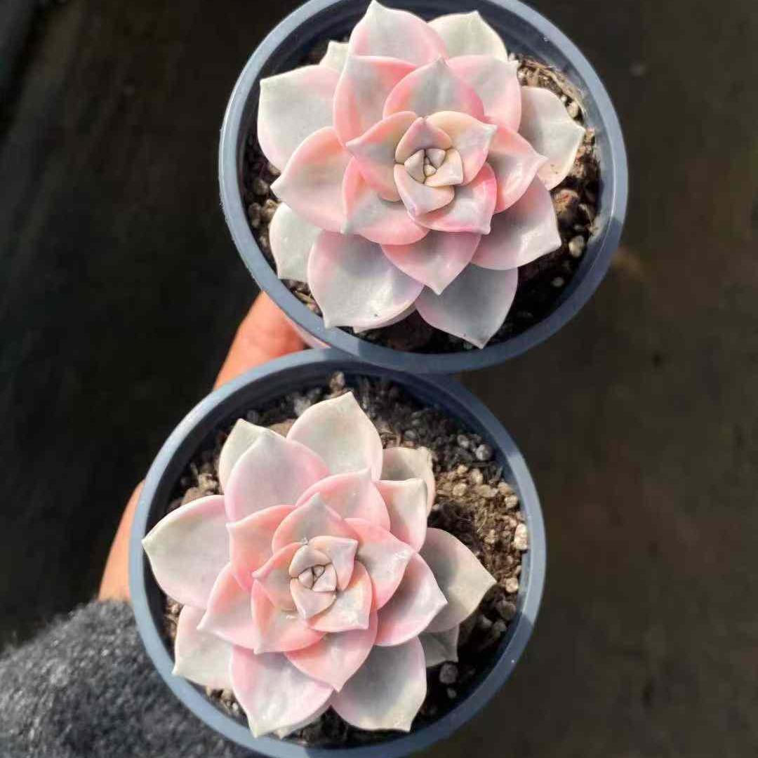 19672 スノーホワイト錦