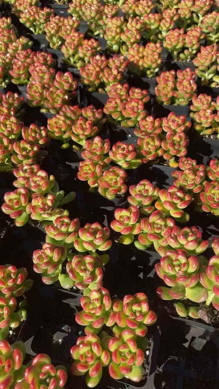 263191 丸葉松之綠