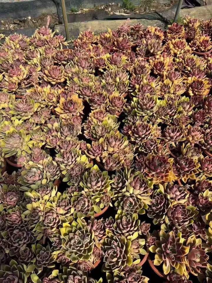 263211 ジョーンズ