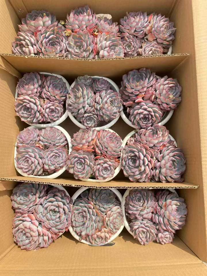 262891 ダークアイス