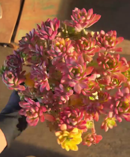 26474 ミニベル錦