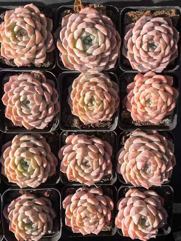 262911 アイススピリット