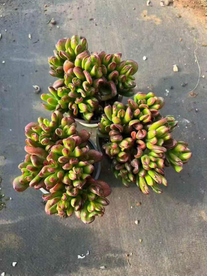 263051 オバタ ‘ホビット’