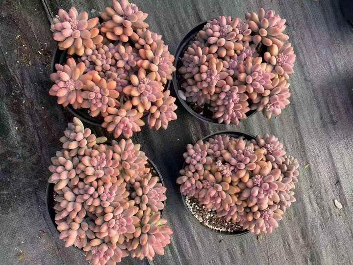 263411 ホシタロウ