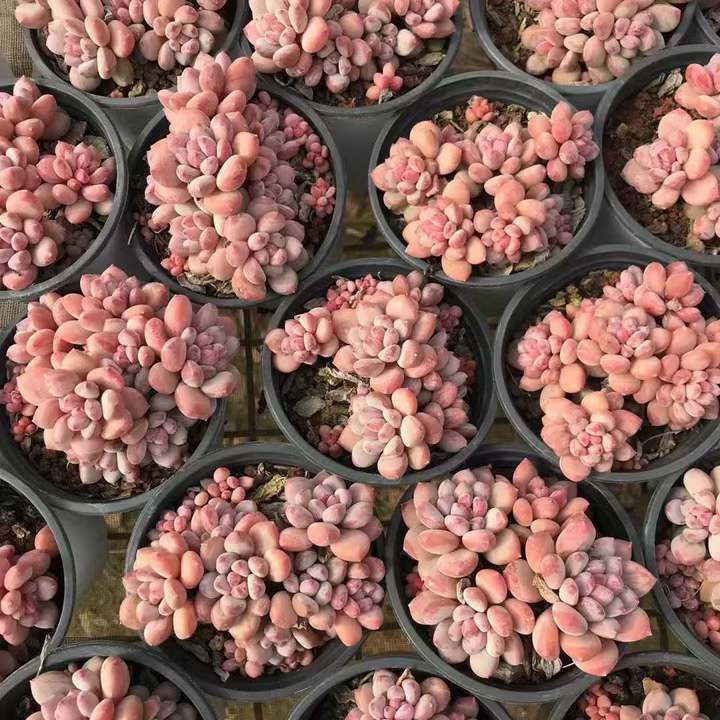 T26459 フレベル ビューティー