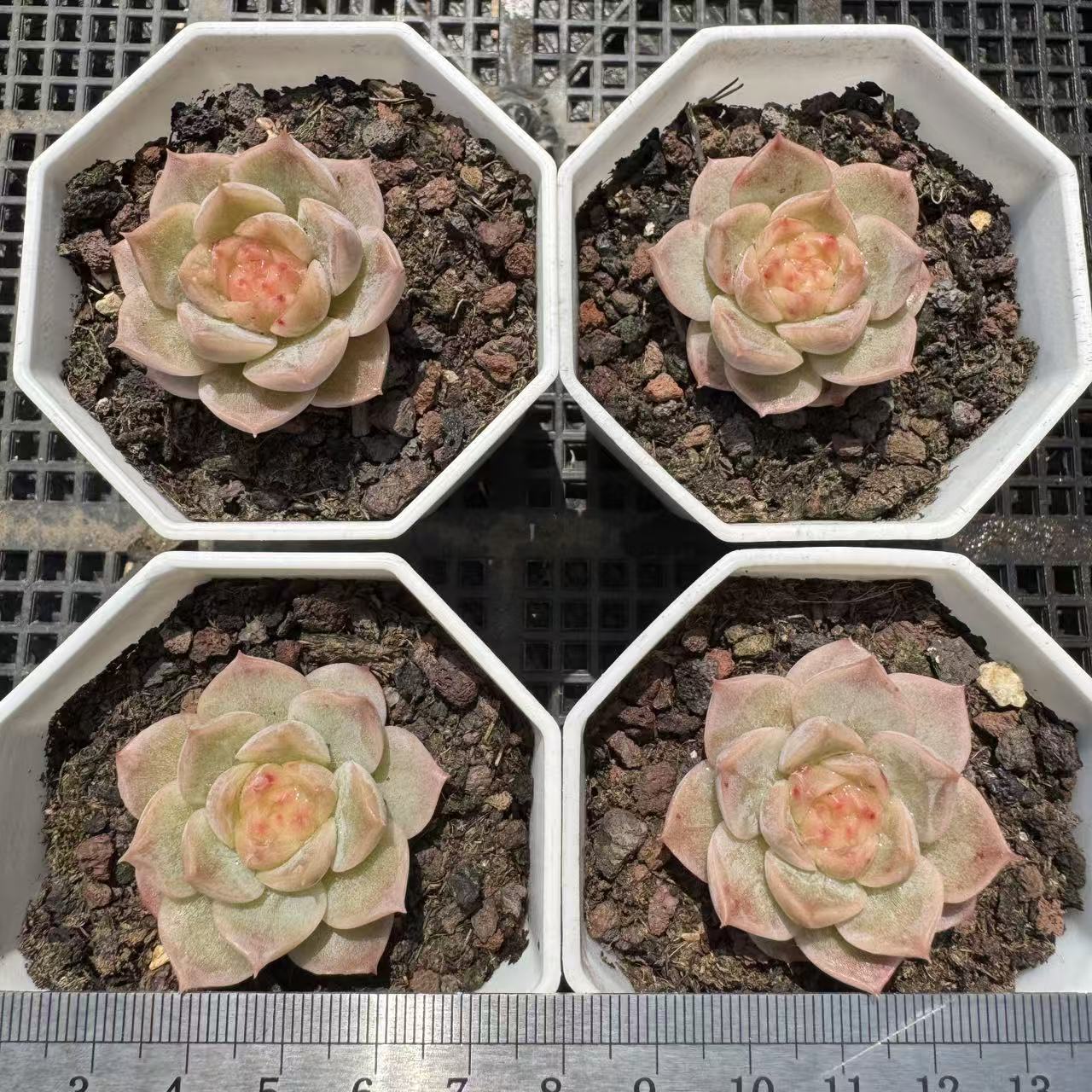 363346 フローライト ジェニー