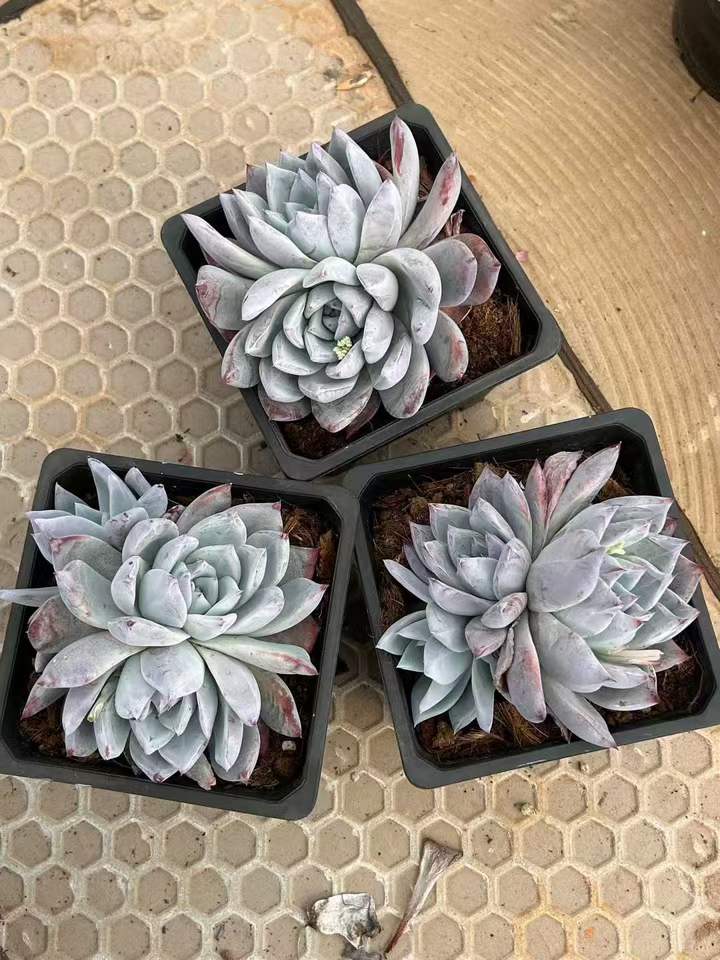 T26425 ワイルドコロラータ