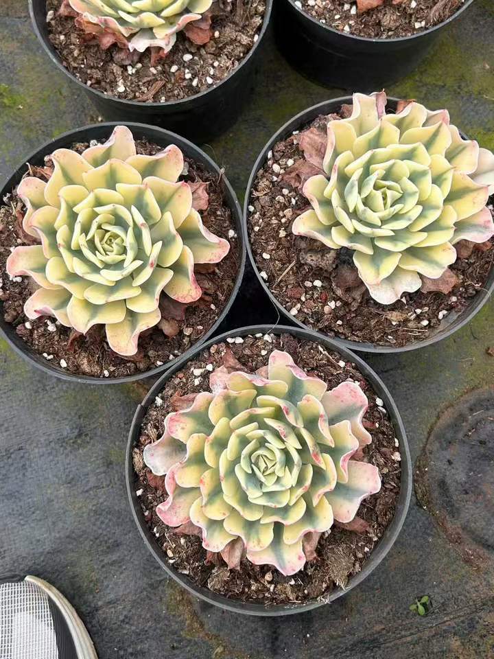 T26429 ツーナーミー錦