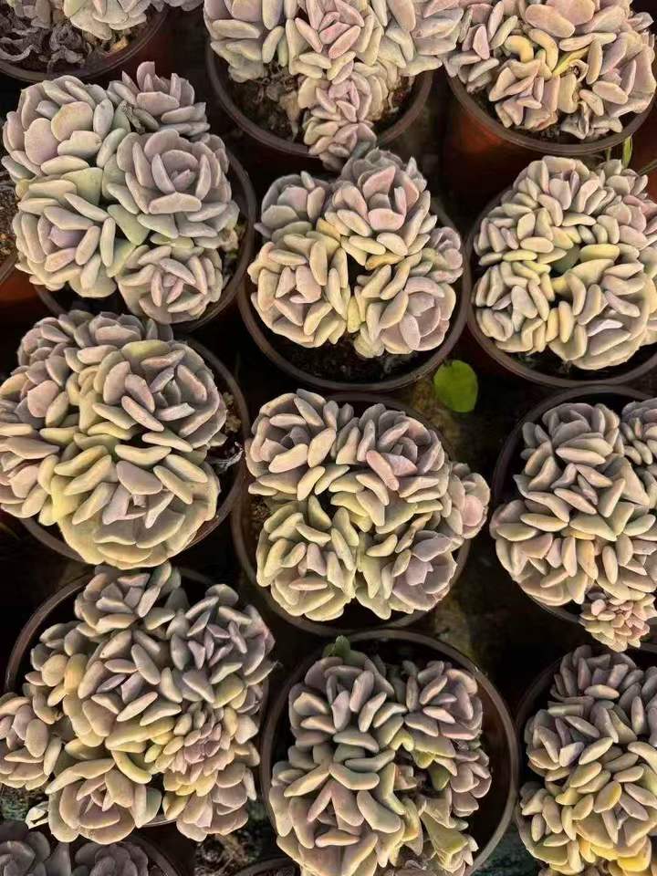 263161 エキゾチック