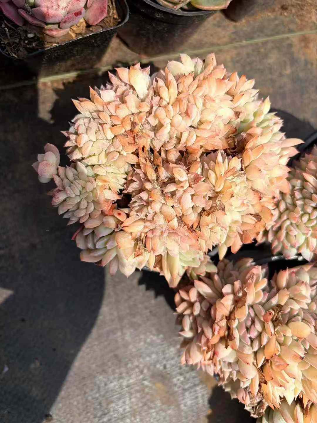 360662 スリョン綴化