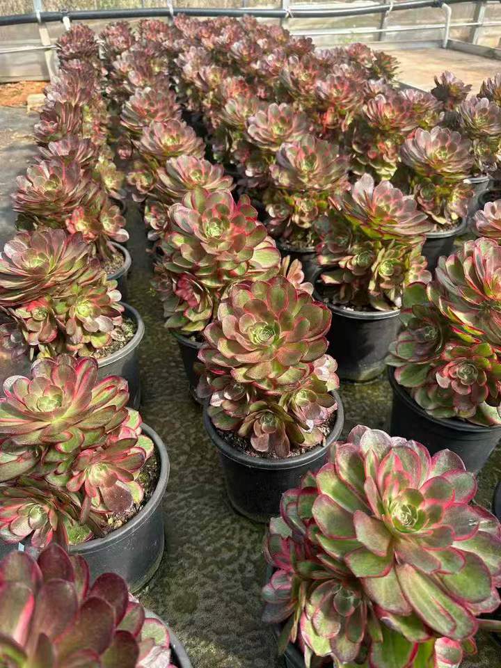 26591 カラットラバー